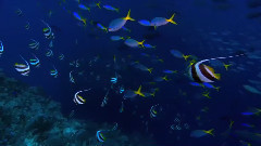 音乐短片 - Yakuro рай. Терра Інкогніта