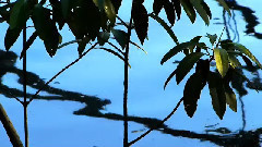 音乐短片 - Кабо скорботи-тропічний ліс і риф