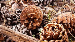 音乐短片 - Yosemite