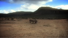 音乐短片 - Сафарі - Aquila заповідника