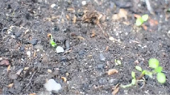 音乐短片 - Rainy Day