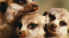 音乐短片 - Удивительный мир - David Attenborough