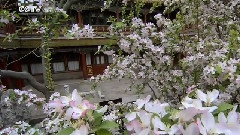 风景 - 御花园