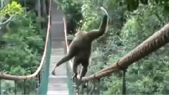 搞笑音乐 - Monkey Crossing Bridge On A Tight Rope