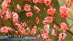 群星 - 四川欢迎你