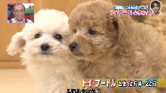 山田凉介 - 志村動物園 山田凉介Cut