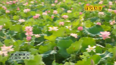 音乐短片,风景,轻音乐 - 罗田白莲河十里荷塘风光片