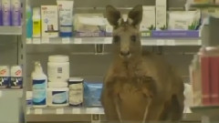 搞笑音乐 - Kangaroo Hops Into Shop At Melbourne Airport