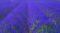 音乐短片,搞笑音乐,风景,王麟 - 我和我的小伙伴们都惊呆了