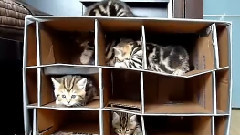 搞笑音乐,音乐短片 - 迷宫中玩耍的小萌猫