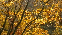 轻音乐 - Ambient Emotional Scene