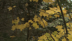 轻音乐,音乐短片 - Living Landscapes Fall In New England