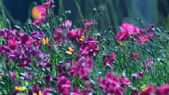 Andre Rieu - Butterfly