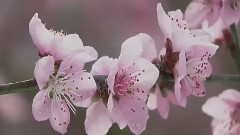 桃花渡