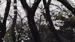 最後の一葉