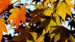 Andre Rieu,音乐短片 - Autumn In The Forest