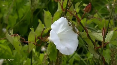 Chris Spheeris - Enchantment
