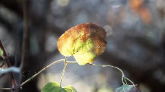Richard Clayderman - Autumn Leaves