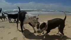 Happy Dog